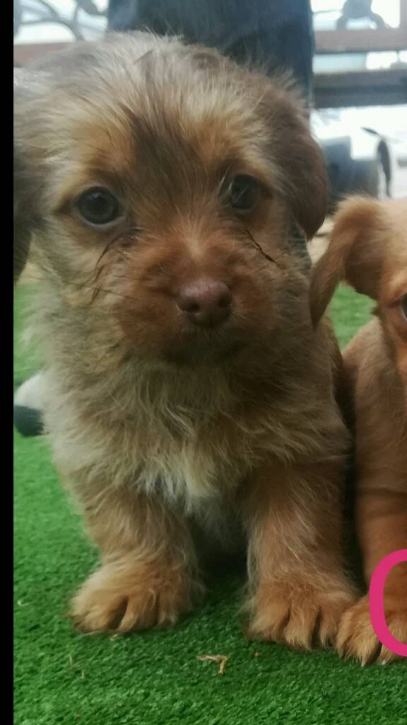 Norfolk cross puppies for sale in Irthlingborough, Northamptonshire Gumtree