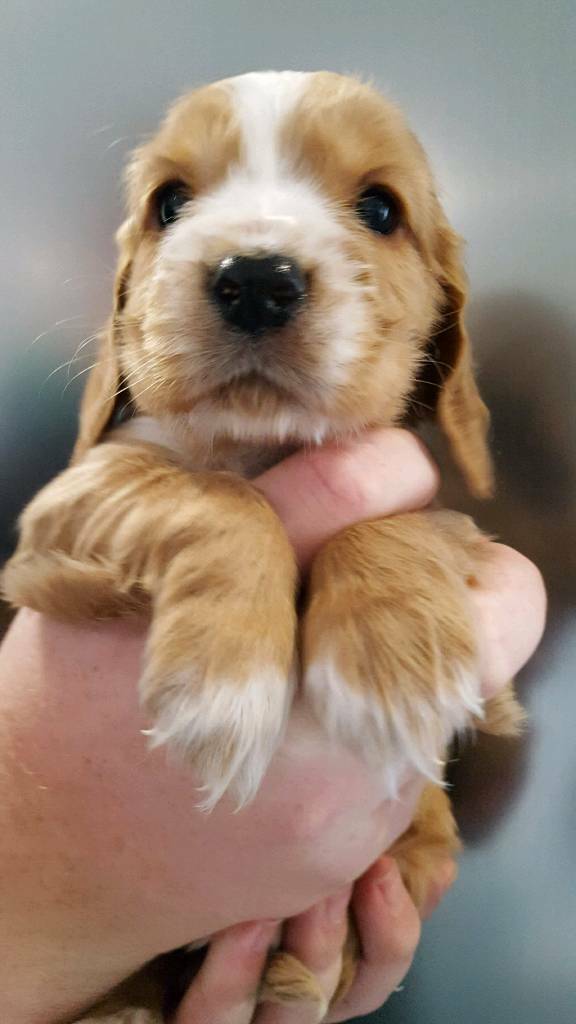 STUNNING COCKER SPANIEL PUP FOR SALE in Girvan, South Ayrshire Gumtree