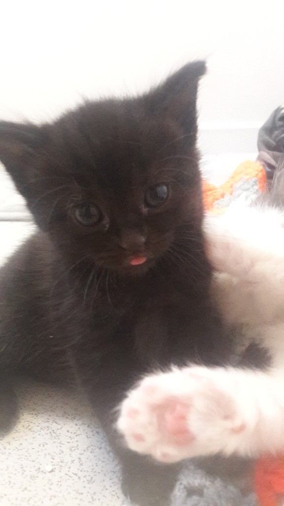 super.cute fluffy black kitten in Bournemouth, Dorset Gumtree
