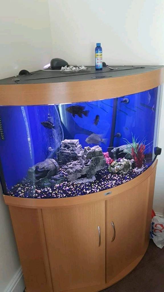 Corner fish tank in Bridgend Gumtree