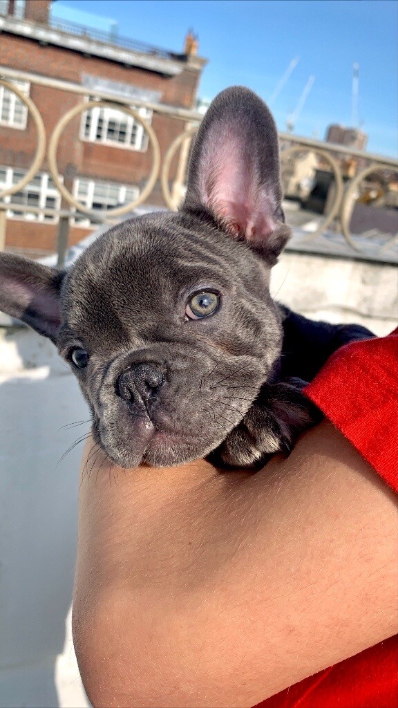 Lilac French Bulldog 12 weeks old fully vacc + microchip in