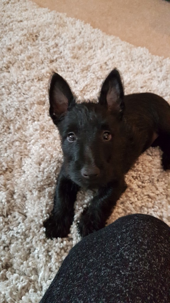 Scottish terrior puppy (female). in Maybole, South Ayrshire Gumtree