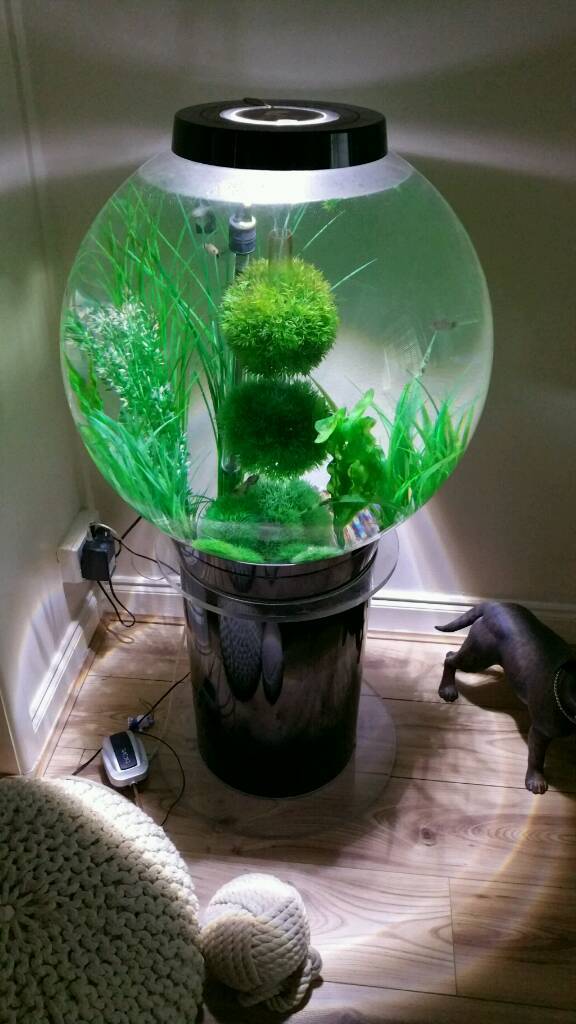 105 litre biorb fish tank in Bournemouth, Dorset Gumtree