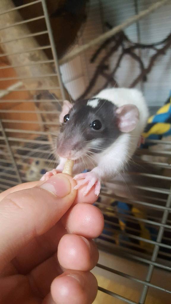 Female Dumbo Rats in need of loving home in Cheshunt, Hertfordshire