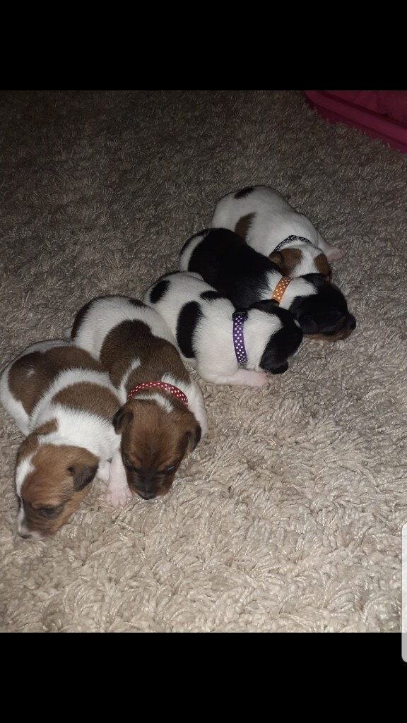 Jack Russell Pups For Sale In Ross On Wye Herefordshire Gumtree