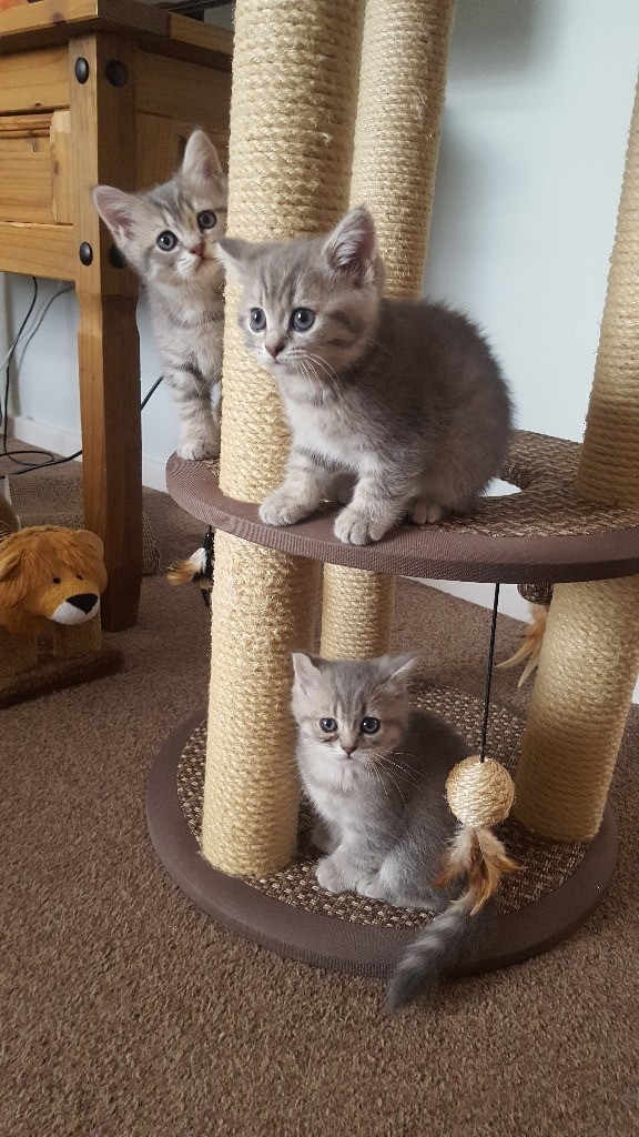 Blue Tabby British shorthair kittens in Shrewsbury, Shropshire Gumtree