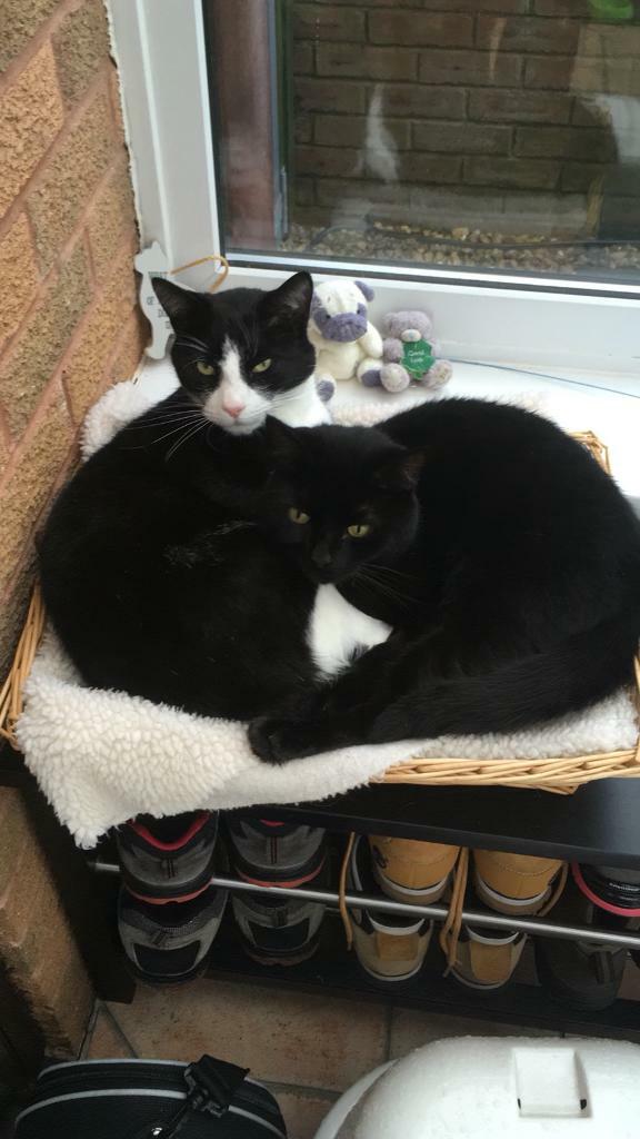 2 Beautiful adult cats in Pontcanna, Cardiff Gumtree