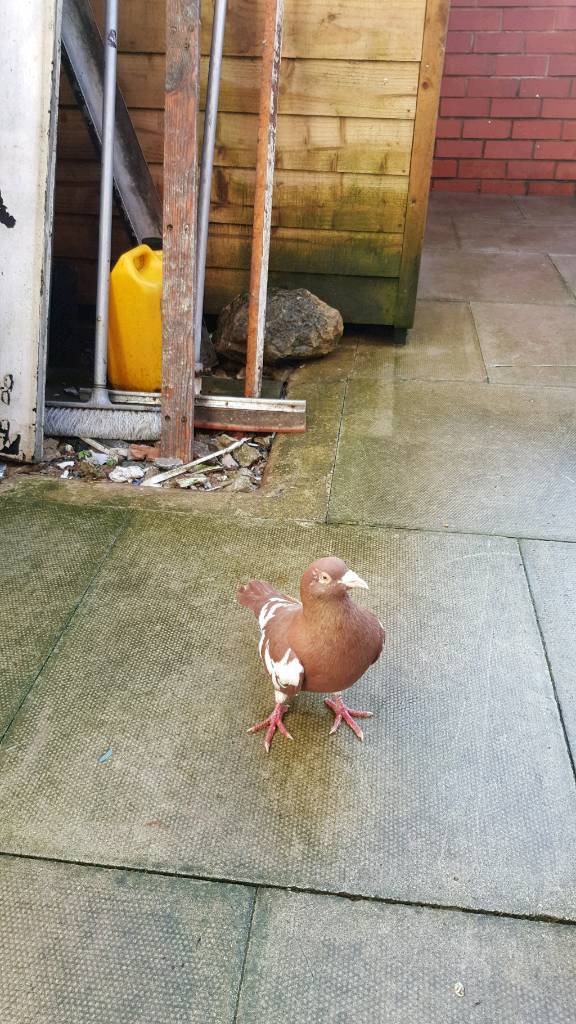 I lost my pigeon in Fallowfield, Manchester Gumtree