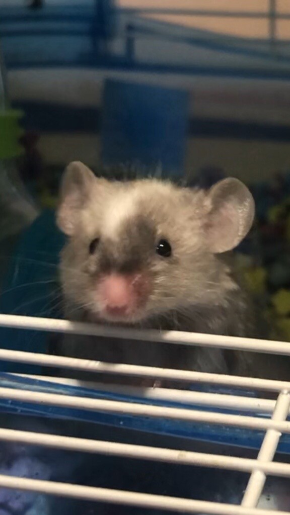 Long Haired Fancy Mouse And Cage In Bath Somerset Gumtree