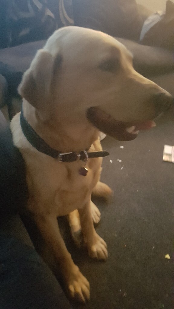 Golden Labrador in Seaford, East Sussex Gumtree