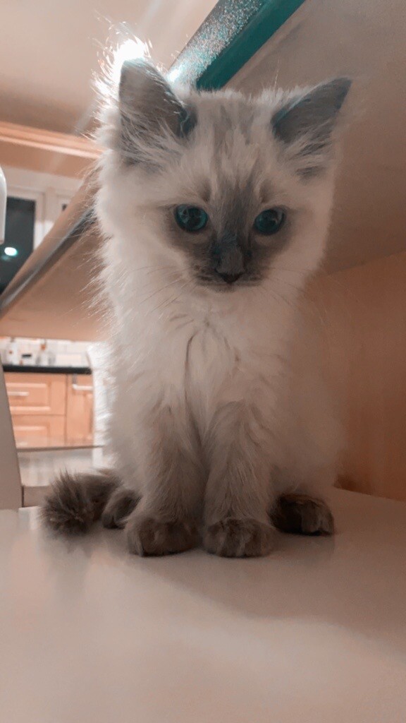 Stunning Ragdoll Kitten in Blaby, Leicestershire Gumtree