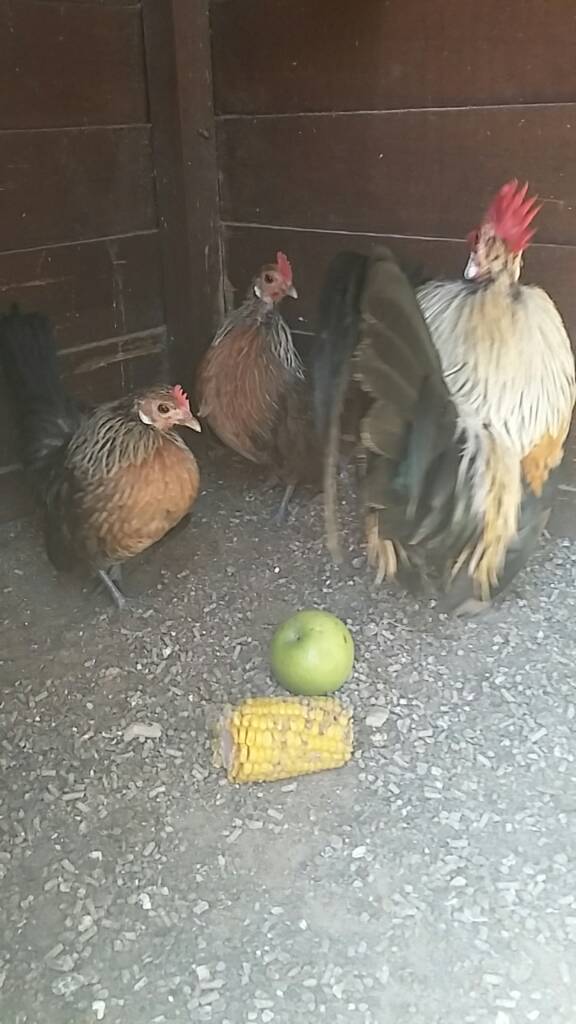 Yellow Dutch bantam chickens hens & cockerel in Lampeter, Ceredigion