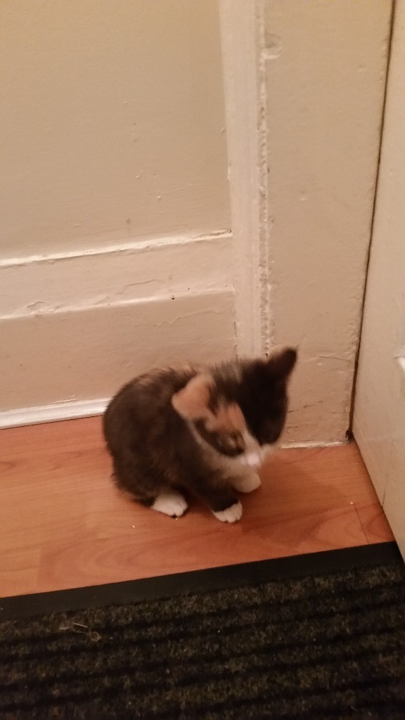 Cute little kitten for sale Litter trained for just £65 in Moseley