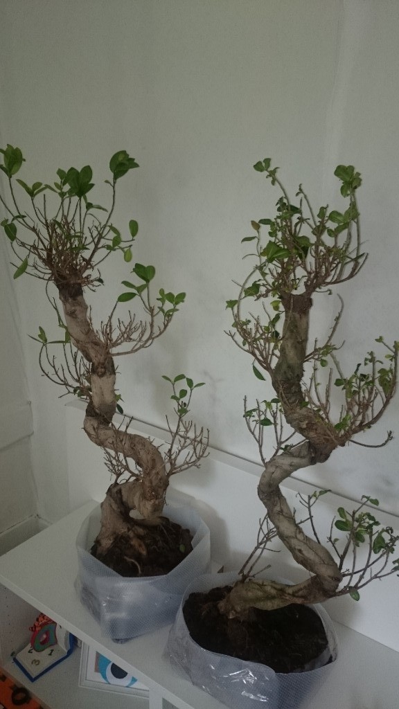 Bonsai plants without pots large size in Paisley, Renfrewshire