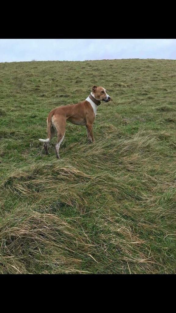 Bull collie greyhound in New Tredegar, Caerphilly Gumtree