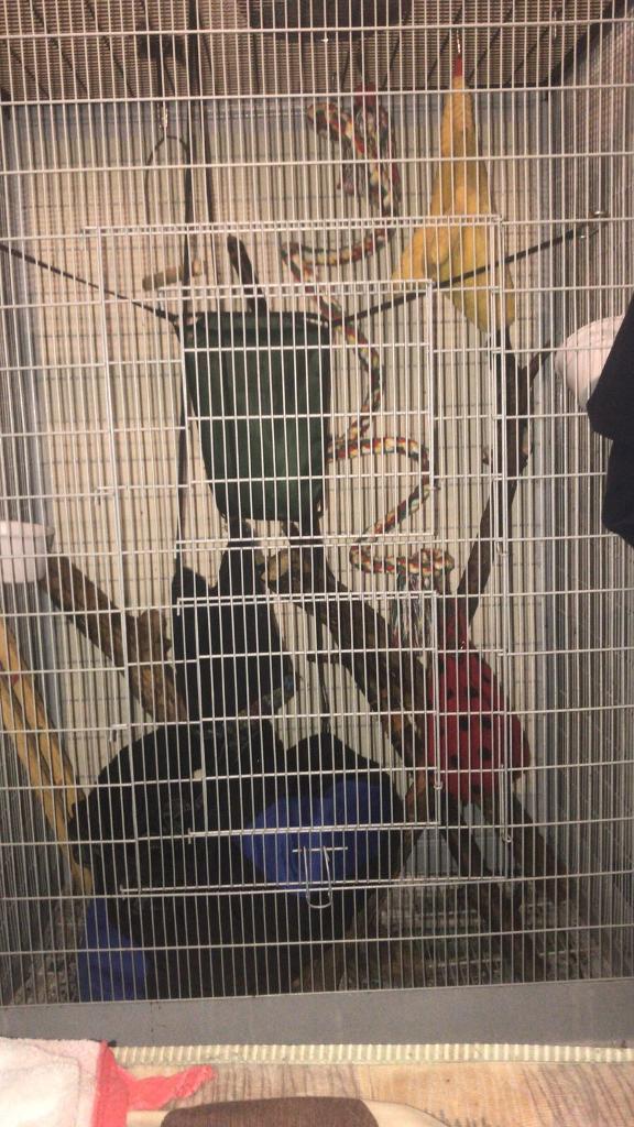 Sugar gliders and cage | in Norris Green, Merseyside | Gumtree