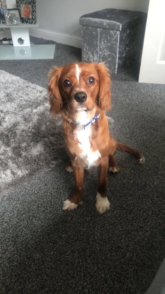 Cavalier King Charles cross in Spennymoor, County Durham Gumtree