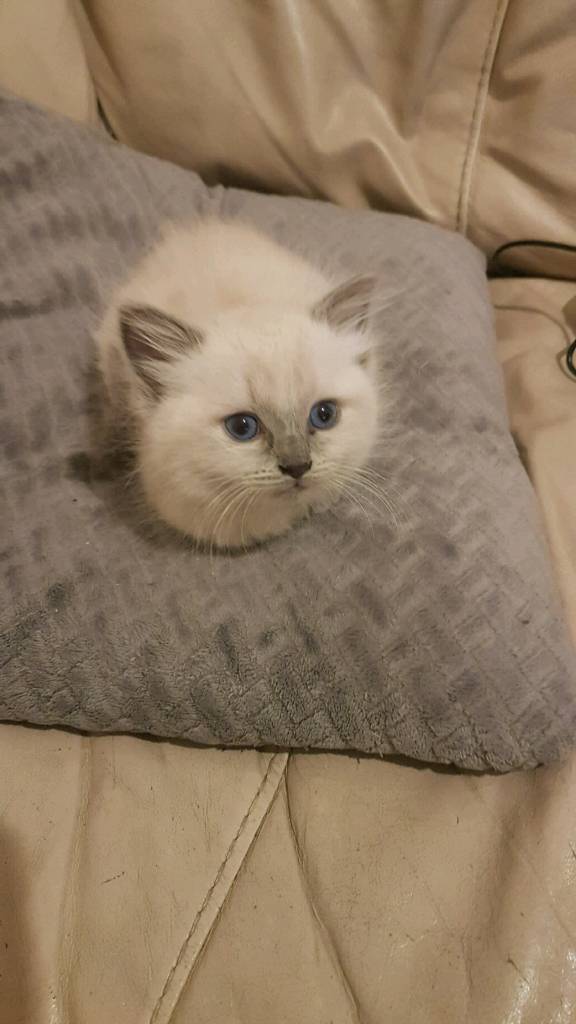 5 Beautiful ragdoll kittens for sale in Hillington, Glasgow Gumtree