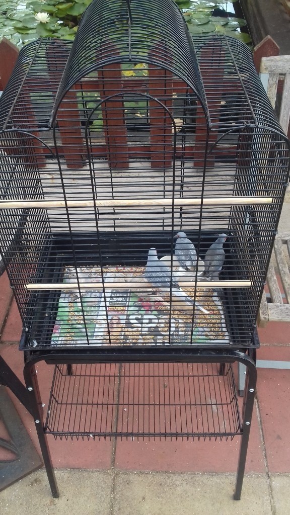 Diamond Doves Cage In Aspley Nottinghamshire Gumtree