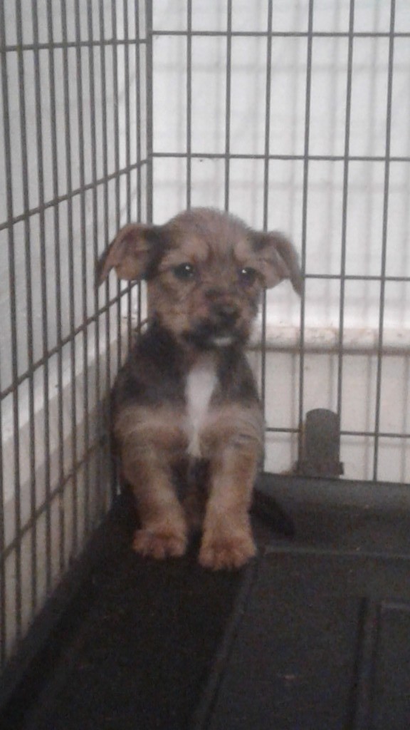 Puppies for sale Terrier cross breed in Southminster, Essex Gumtree