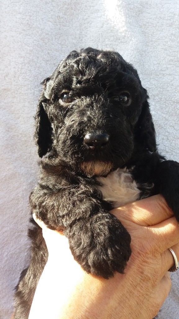Standard Poodle Puppies Black in Glynneath, Neath Port Talbot Gumtree
