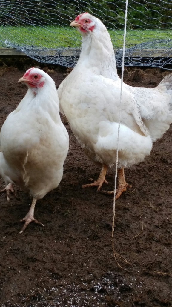 2 White Laying Bantam Chickens in Bridge of Earn, Perth and Kinross Gumtree