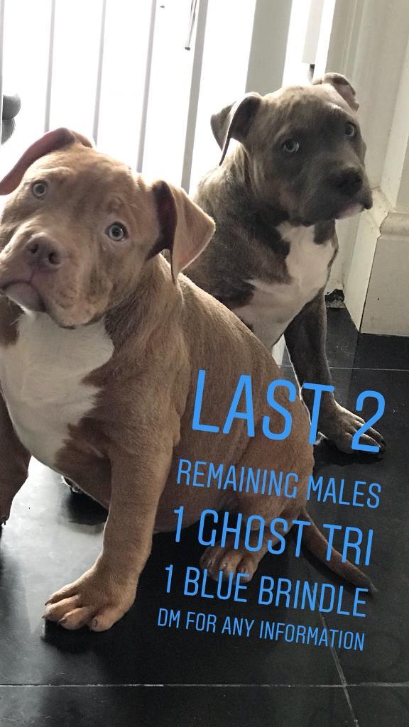 Male XL bully’s for sale!! in Liverpool City Centre, Merseyside Gumtree