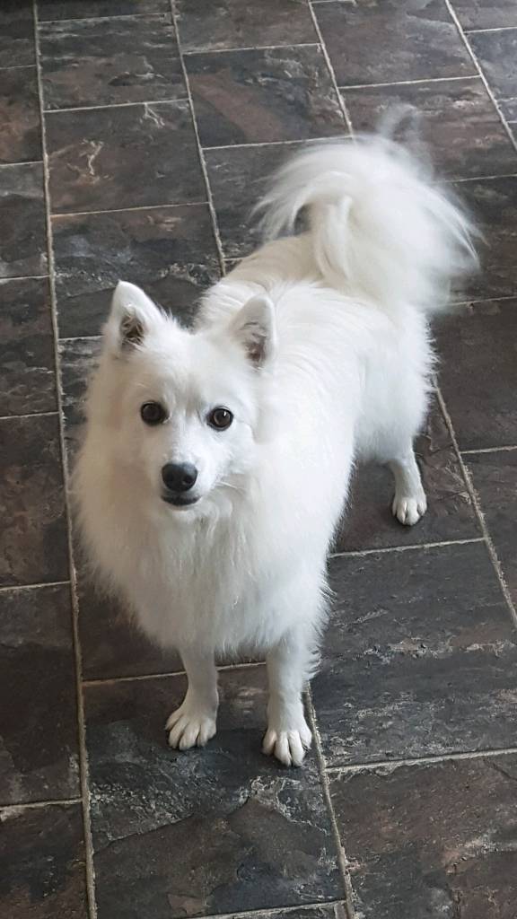 Japanese spitz in Dromore, County Down Gumtree