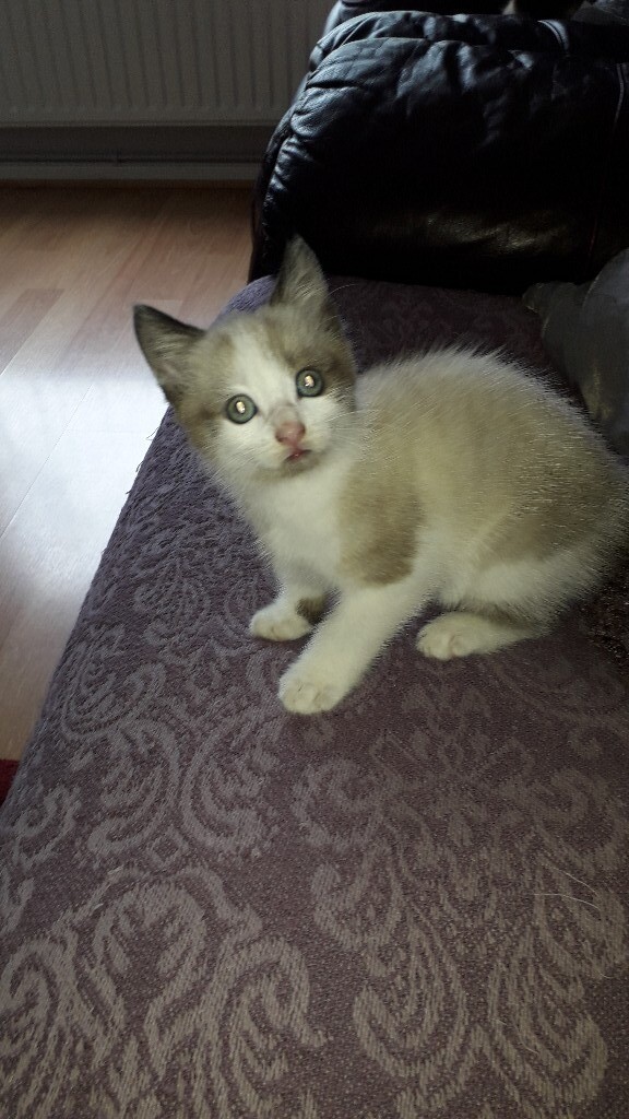 ***SNOWSHOE CROSS KITTEN in Coalville, Leicestershire Gumtree