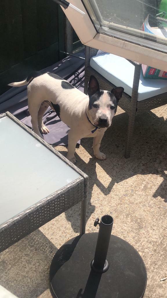 Short legged staffy in Barking, London Gumtree