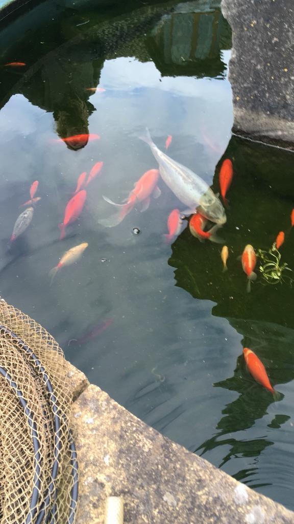 Niagara Organization Shares Picture Of 14inch Goldfish