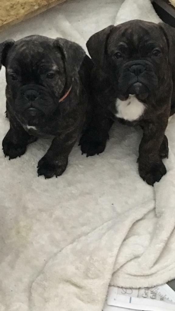 Old Tyme Bulldog Puppies Stunning In Tiptree Essex Gumtree