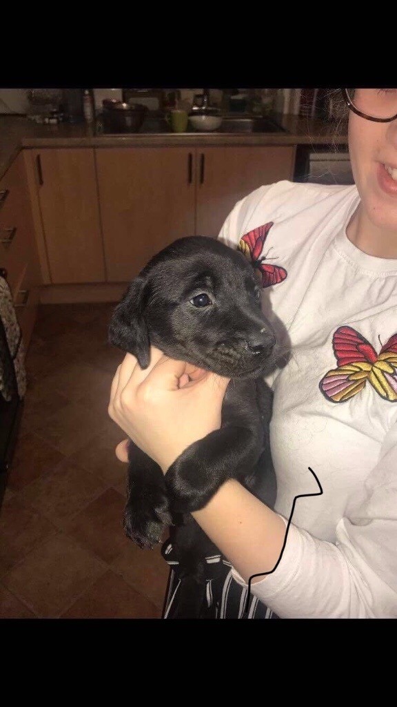 Stunning Labrador puppies for sale in Blairgowrie, Perth and Kinross