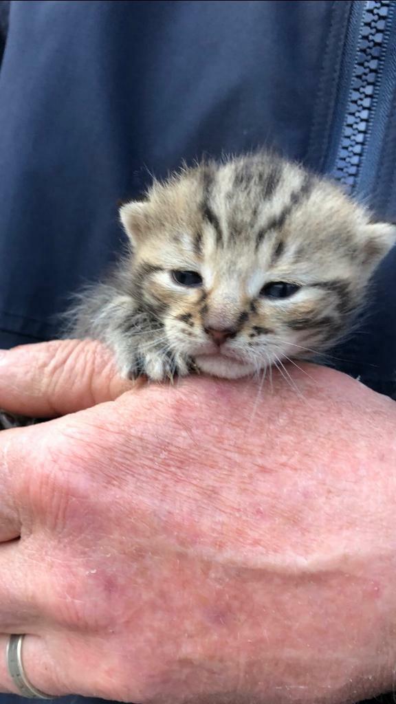Half British shorthair kittens for sale!! in Coalisland, County
