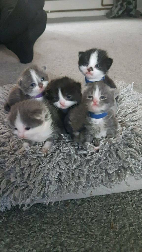 Kitten for sale in Coalville, Leicestershire Gumtree