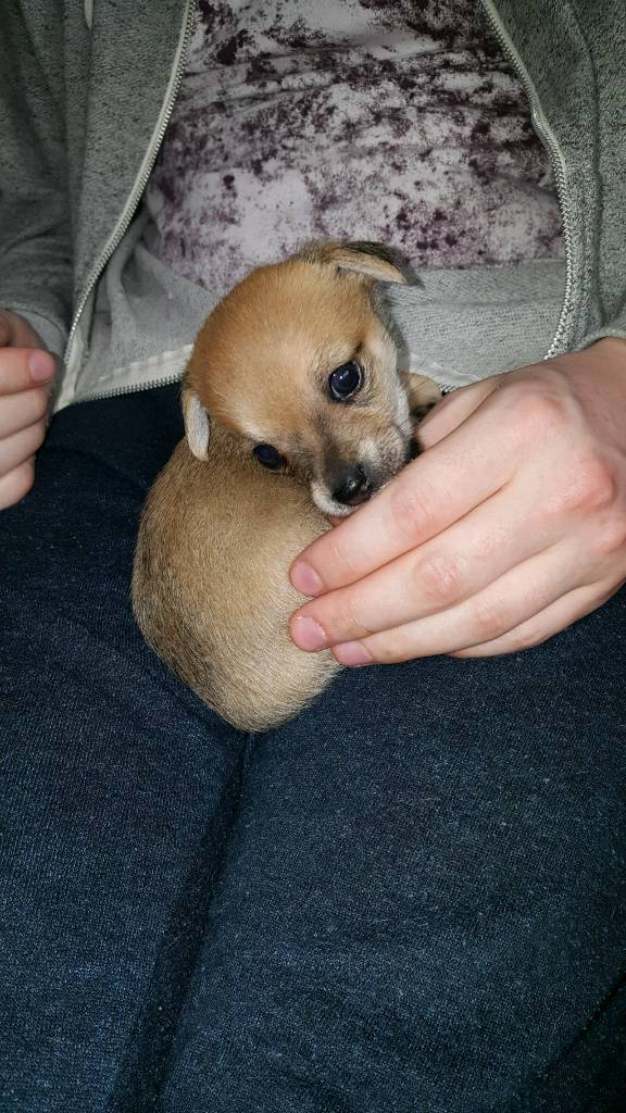5 male Jack chi ( Jack Russel cross Chihuahua) puppies for sale in