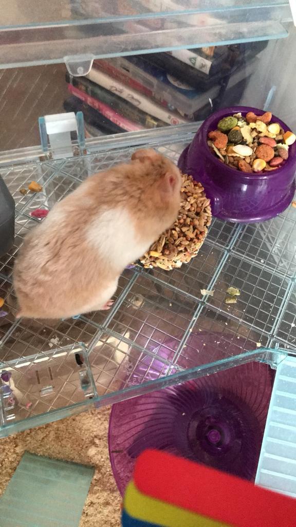 Selling hamster and all that comes with in StokeonTrent, Staffordshire Gumtree