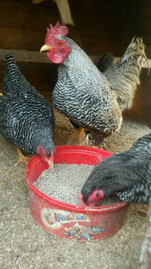 Pair of Suffolk chequer bantams for sale ( hens poultry chickens ) in