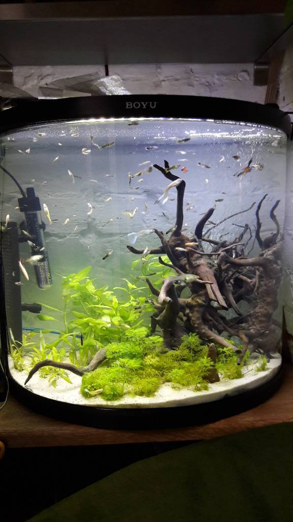 Fish tank 90 litre in Donegall Road Belfast Gumtree