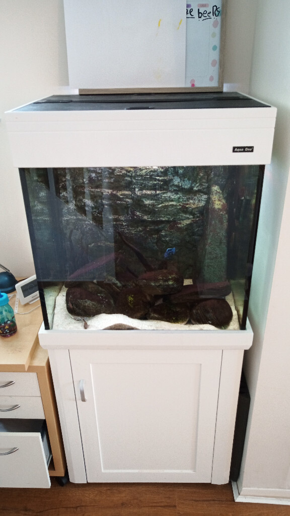 Complete cichild fish tank setup. Aqua reef 195 in Norwich, Norfolk
