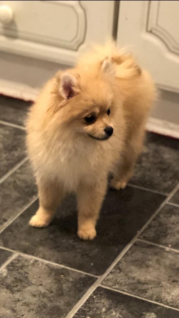 Full pedigree Pomeranians for sale in Alloa, Clackmannanshire Gumtree