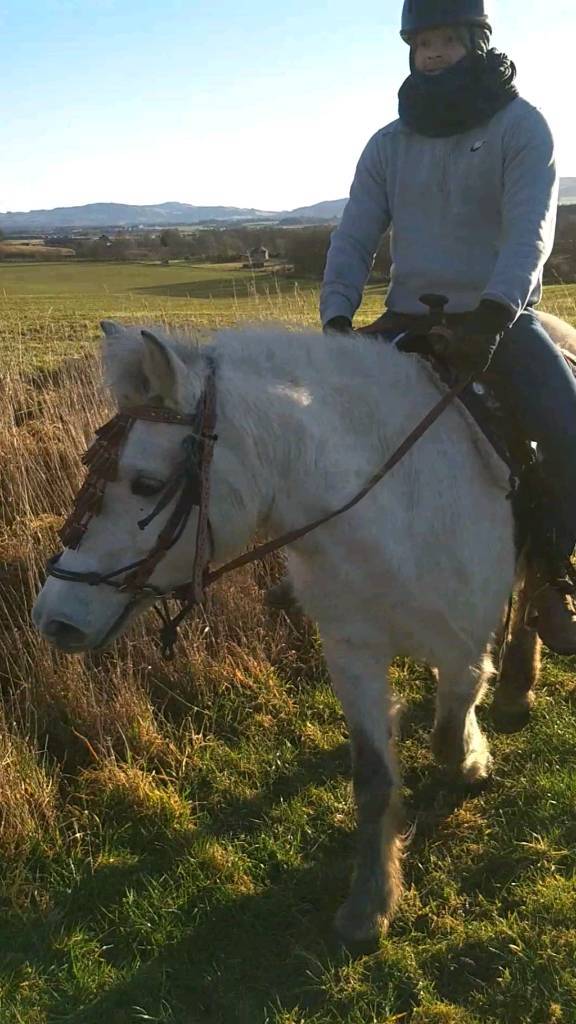 14hh leisure horse in Dundee Gumtree