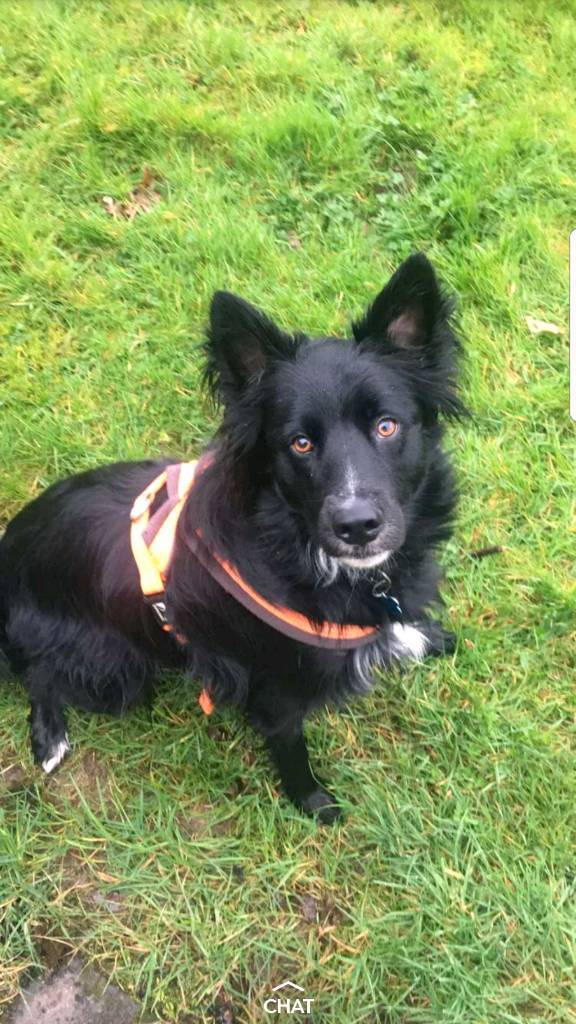 dog for sale in Dumbarton, West Dunbartonshire Gumtree