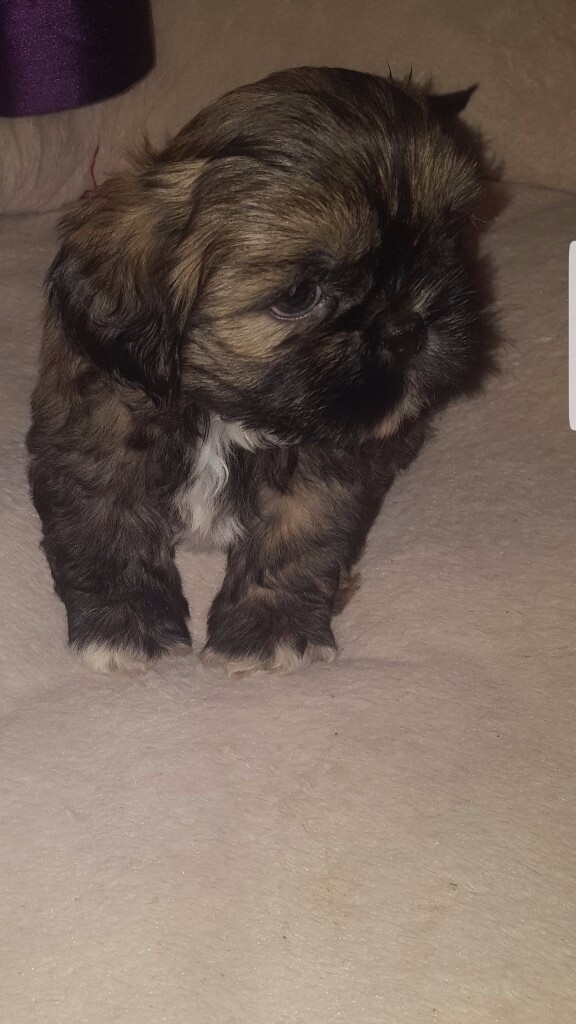 Shih Tzu Puppy For Sale In Bolton Manchester Gumtree