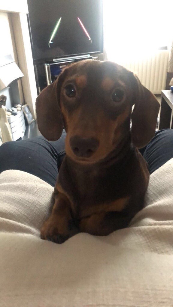 2 Year old male dachshund for sale in Dungannon, County Tyrone Gumtree