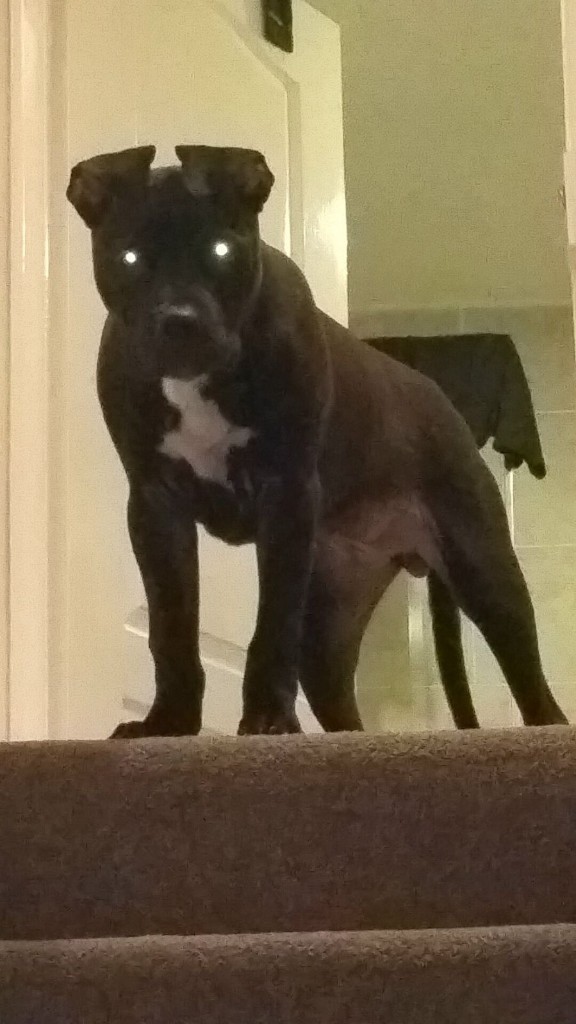 American bulldog x staff in Spennymoor, County Durham Gumtree