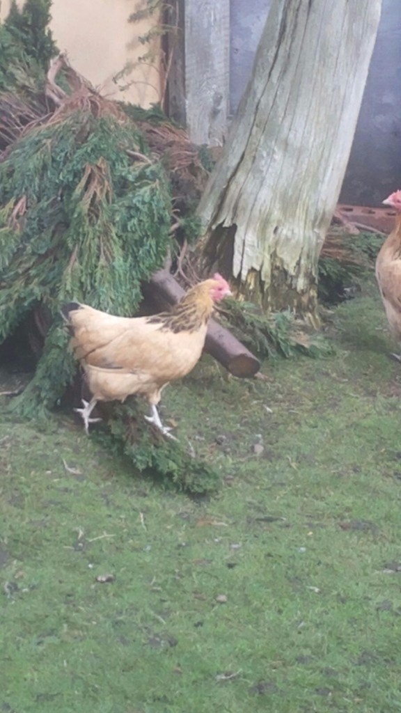 FREE RANGE BANTAM CHICKENS FOR SALE in Rochdale 