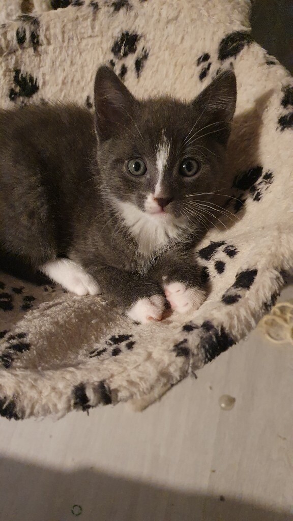 SOLD Kitten for sale in Aberdeen Gumtree