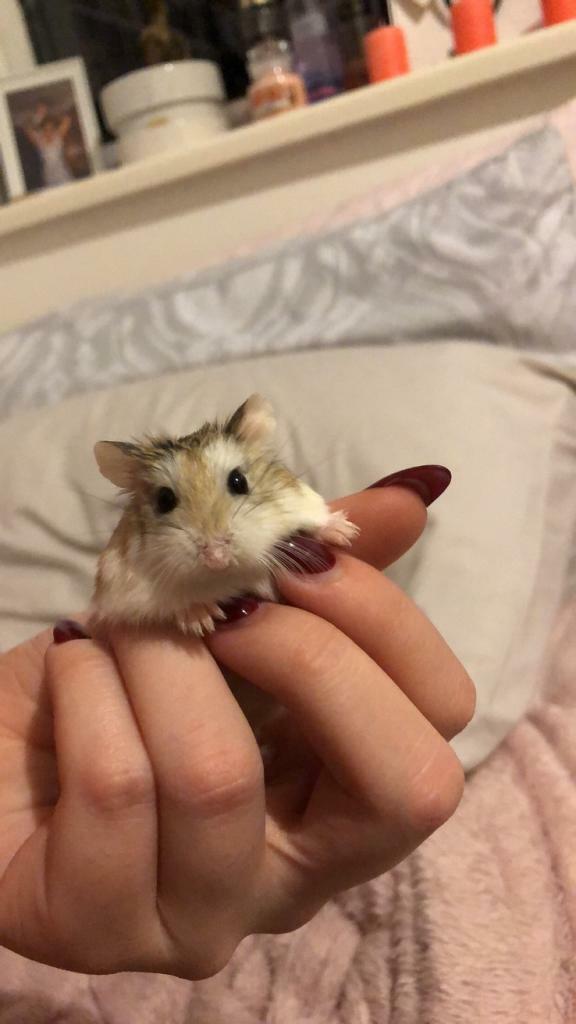 Russian Dwarf Hamster in Chipping Norton, Oxfordshire Gumtree