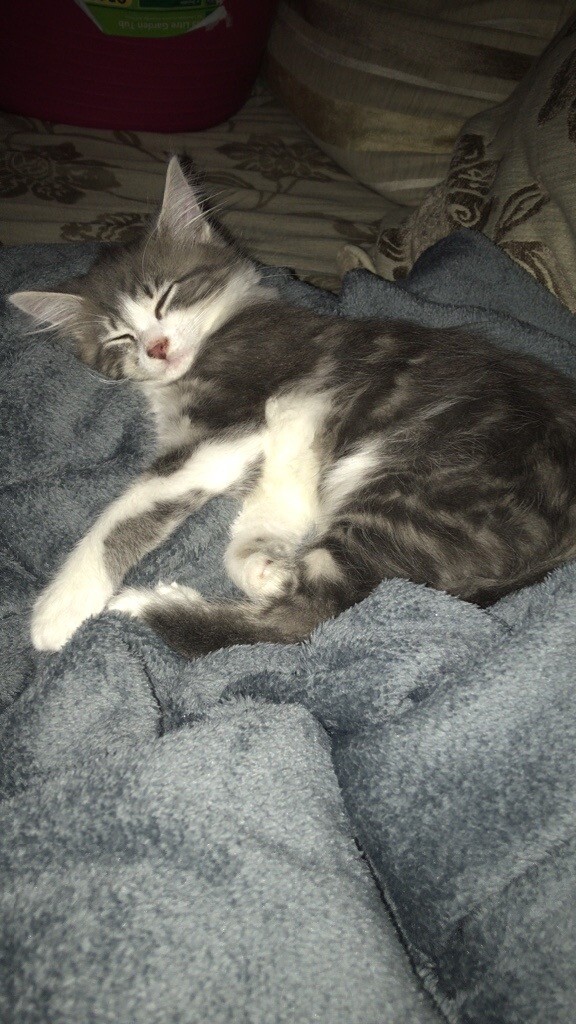 Beautiful grey and white long haired female kitten cat in Brighton